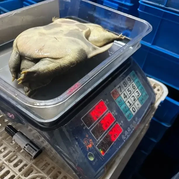 外塘生态野养殖鲜活青黄黑花甲鱼顺丰发货可吃可养高营养食材