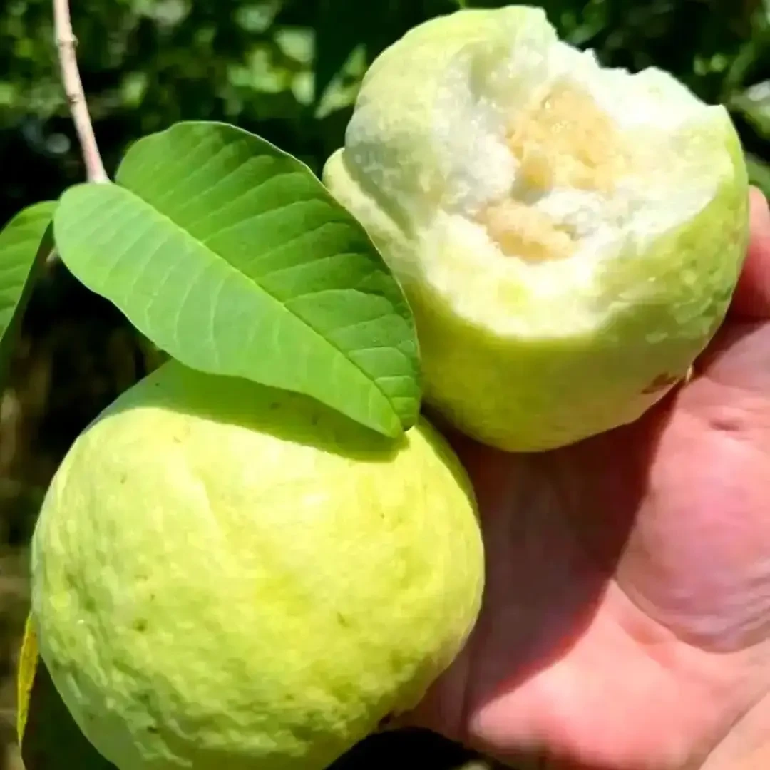 海南热带白心芭乐，脆甜清爽，甜而不腻（顺丰京东空运包邮）