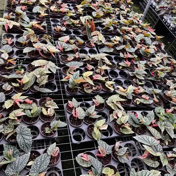 富士山锦秋海棠锦化竹节类室内观赏绿植美观易养适合桌面摆放