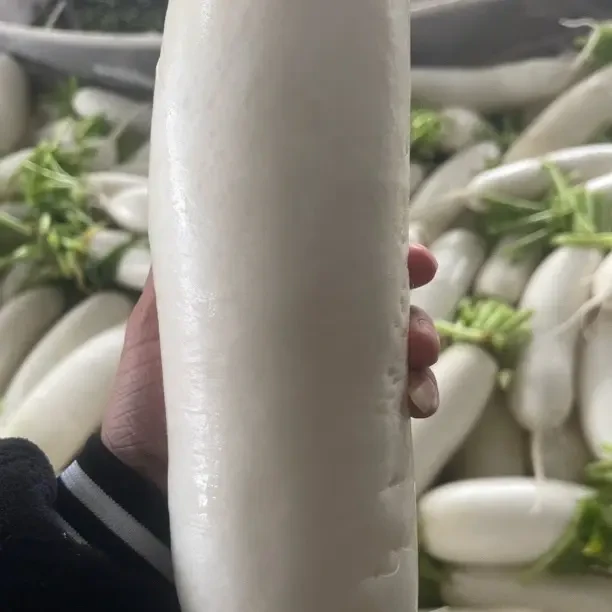 湖北枝江七星台新鲜白萝卜脆甜多汁可生吃可做菜