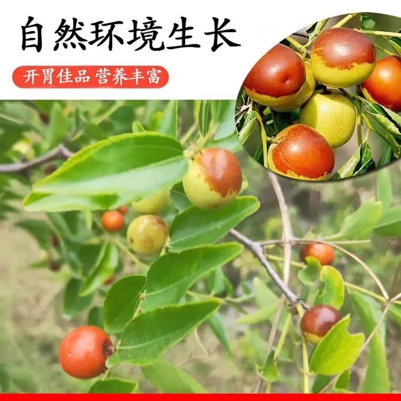 顺丰包邮 山西野生酸枣山枣现摘现发新鲜水果脆甜酸枣3斤