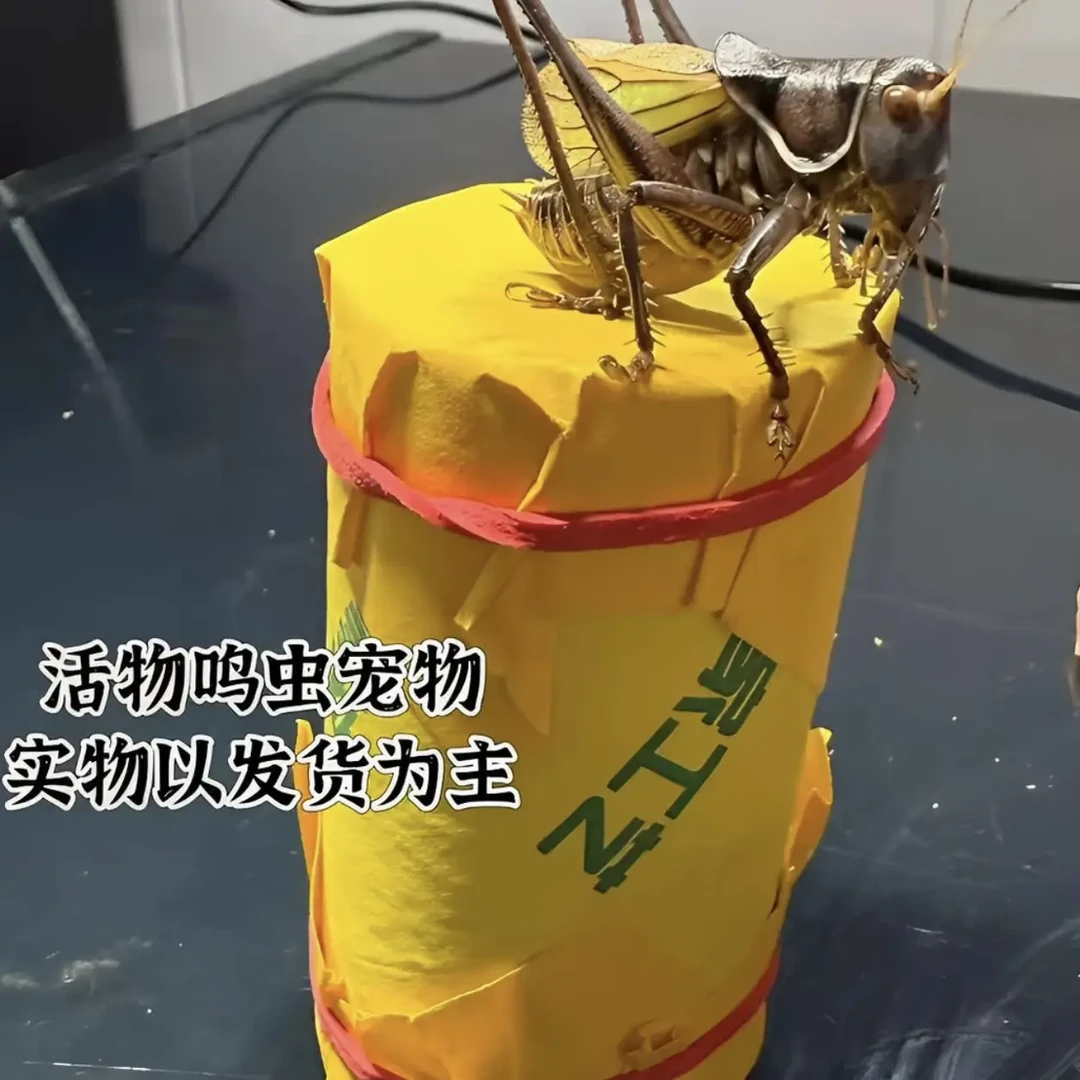 郝建伟精品蝈蝈 2皮