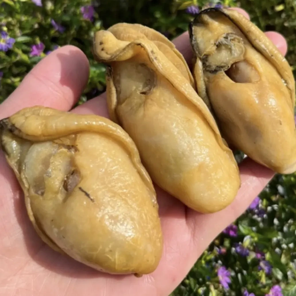 特大号金蚝干优质7成干天然生晒无沙无抽油金蚝香煎煲汤顺丰包邮