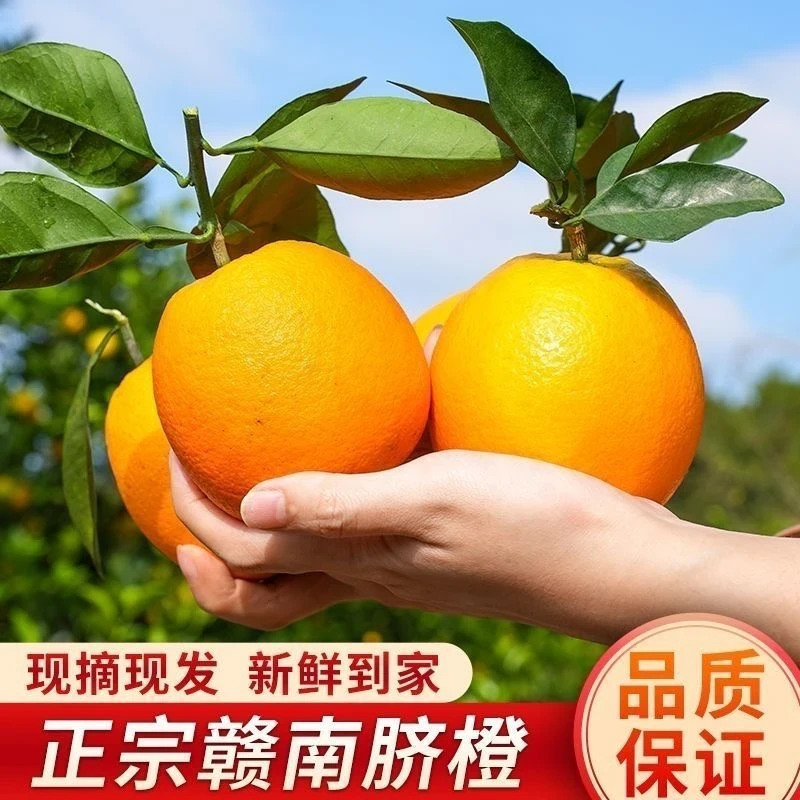 正宗江西赣南脐橙信丰脐橙农家甜橙子现摘新鲜水果产地直发