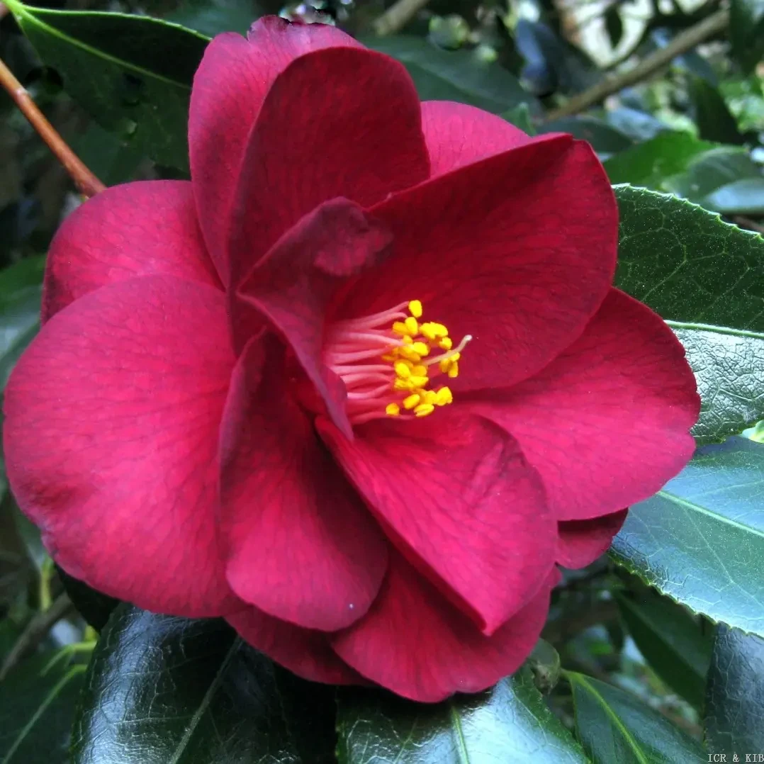 皇家天鹅绒黑红色稀有品种室内外阳台庭院好养活花卉绿植盆栽