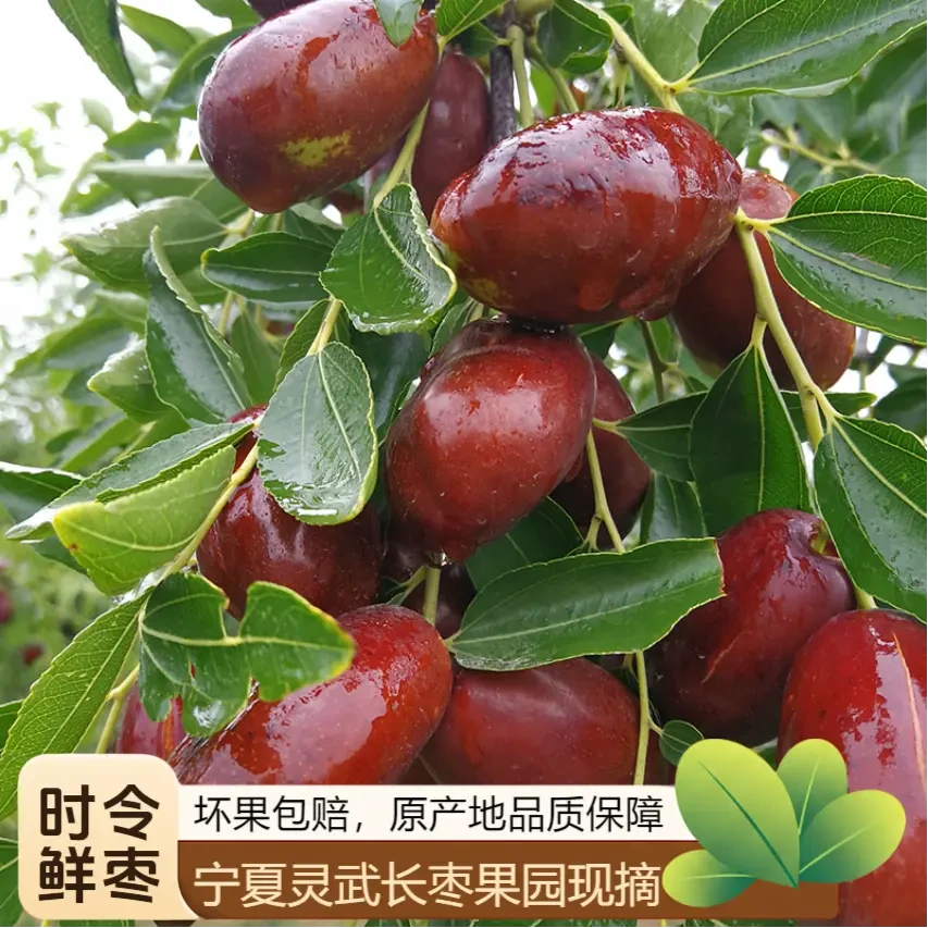 【新鲜脆甜】宁夏灵武长枣新鲜采摘水果脆甜皮薄多汁脆枣子整箱红枣