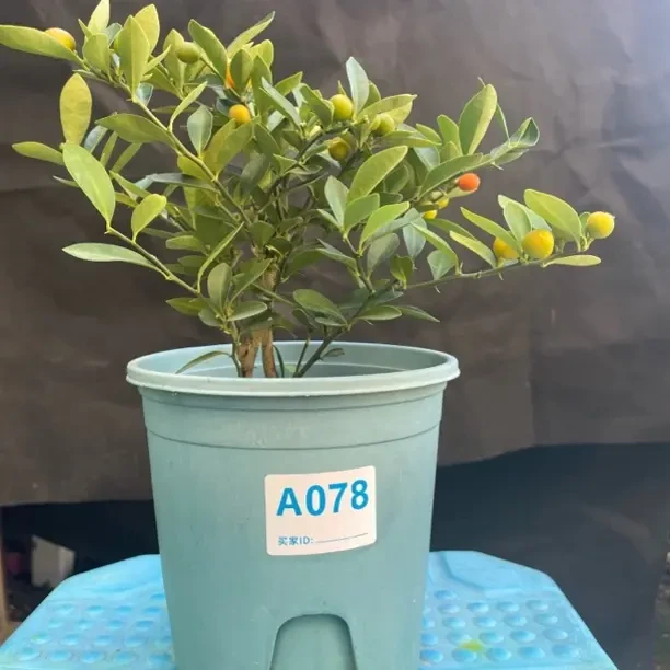 籽播苗福建豆同安凤巢盆景年宵树室内室外好养高端绿植花卉盆栽