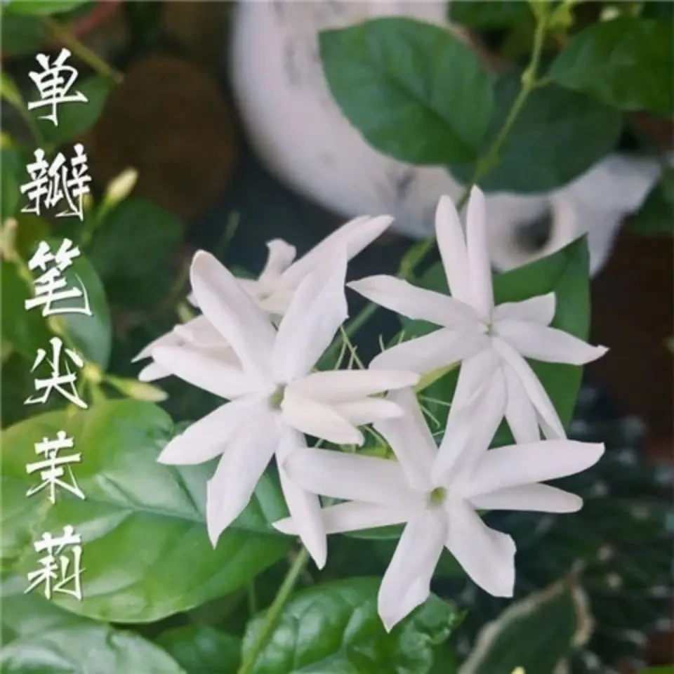 笔尖茉莉花卉盆栽浓香型可室内外种植耐高温耐晒耐热