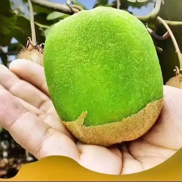 陕西秦岭新鲜绿心徐香猕猴桃香甜多汁眉县直发（中果15枚）