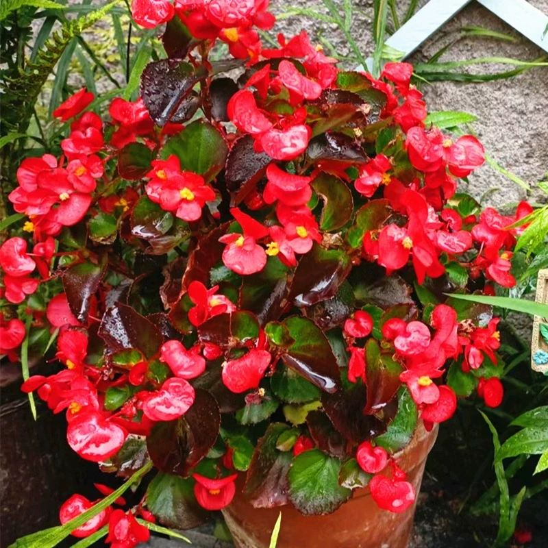 四季海棠花盆栽成品带花苞阳台花园庭院别墅花镜四季开花植物耐热