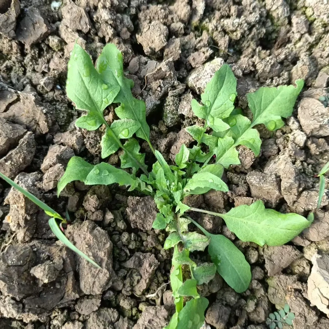 新鲜采摘现摘现发野生荠菜