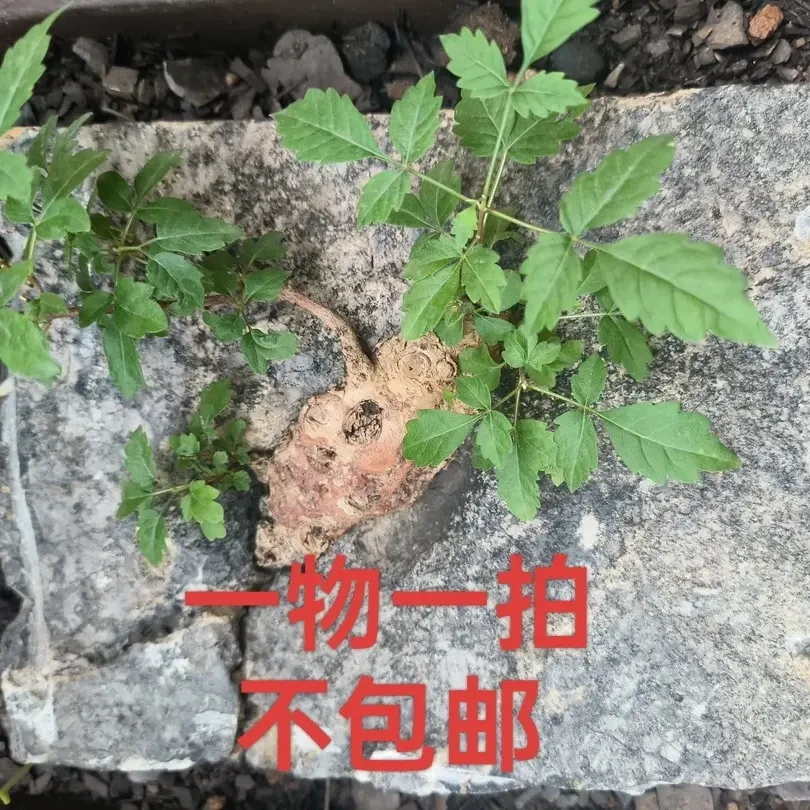 一物一拍，黄荆根艺，不包后期养护，不包损，不包邮。