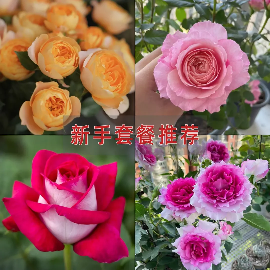【新手套餐】月季花苗四季开花阳台玫瑰小苗花墙盆栽绿植爬藤蔷薇