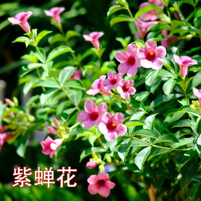 紫蝉花 杏蝉花多年生室外耐热耐晒庭院阳台盆栽好养 花期长喜阳