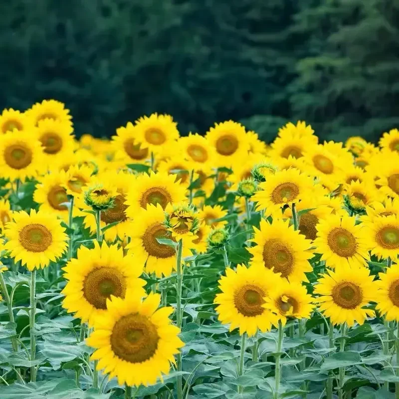 多头向日葵种子迷你四季开花夏季耐热庭院阳台观赏盆栽多年生四季