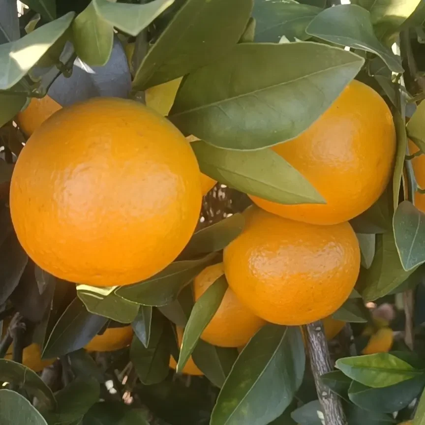 廉江老树红橙国宴佳果