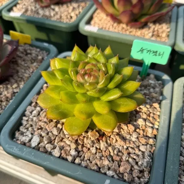 福郎韩国多肉 一百张