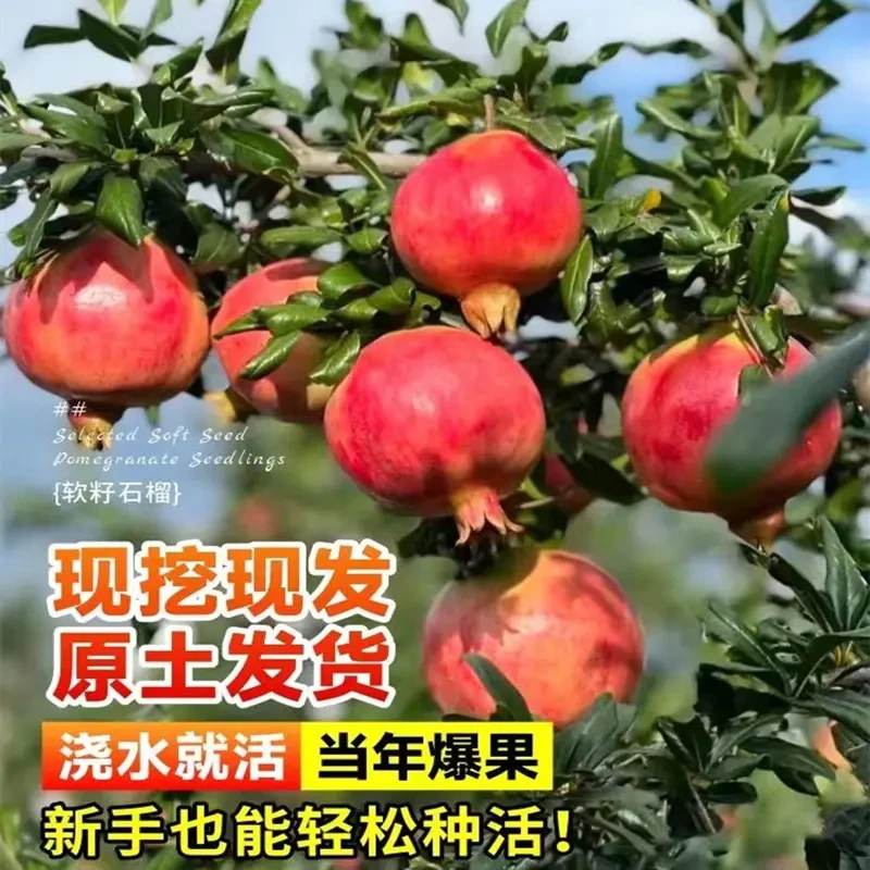 石榴树树苗突尼斯软籽无籽蒙自甜石榴树苗带土特大庭院盆栽果树苗