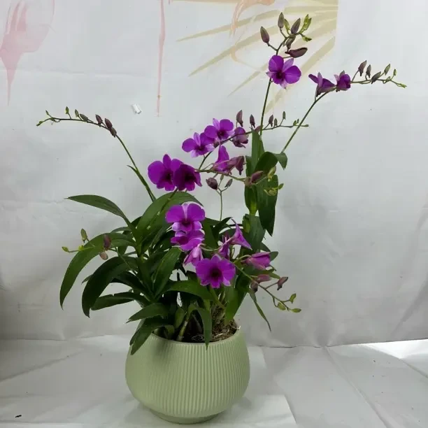 紫花红泼墨秋石斛兰带花苞花剑室内四季开花蝴蝶兰盆栽（带花盆）