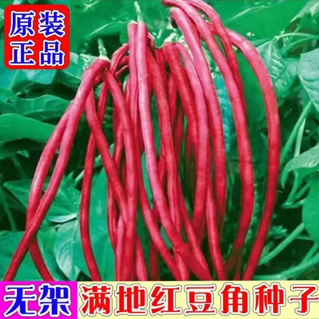 【当季新种】满地红无架豆角种子蔬菜种子紫红豇豆种子蔬菜种子蔬菜