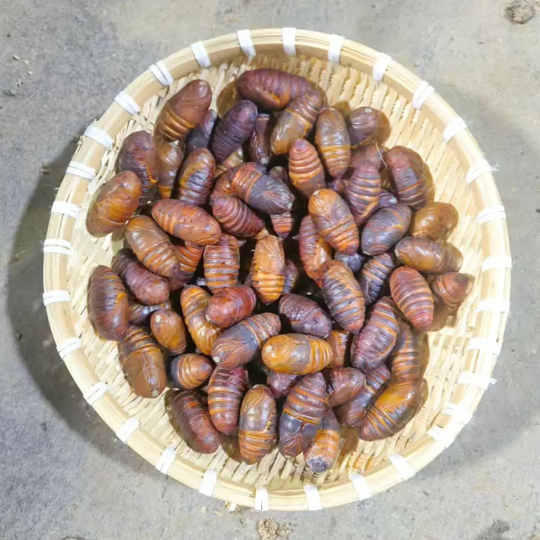 东北特产鲜活小二黄柞树蚕蛹高蛋白营养绿色低脂