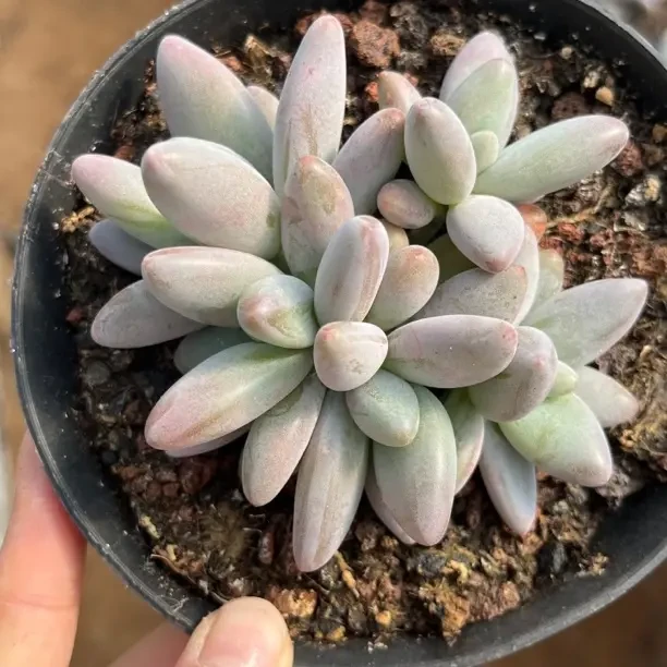 企鹅群多肉植物老桩无砍好养满68包邮非偏远