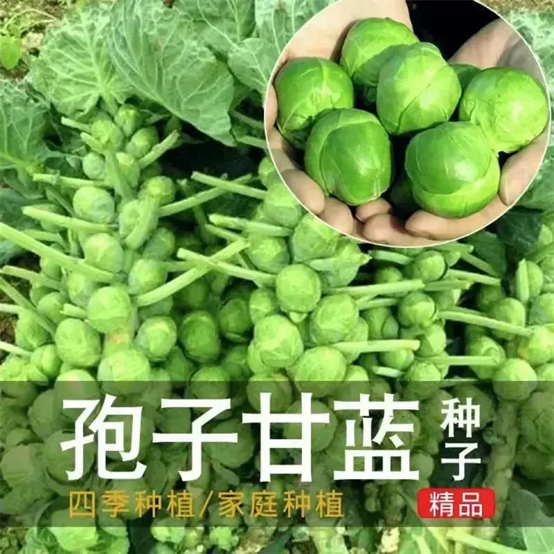 孢子甘蓝种子抱子甘蓝春秋季小型芽球包心菜阳台庭院四季播种简单