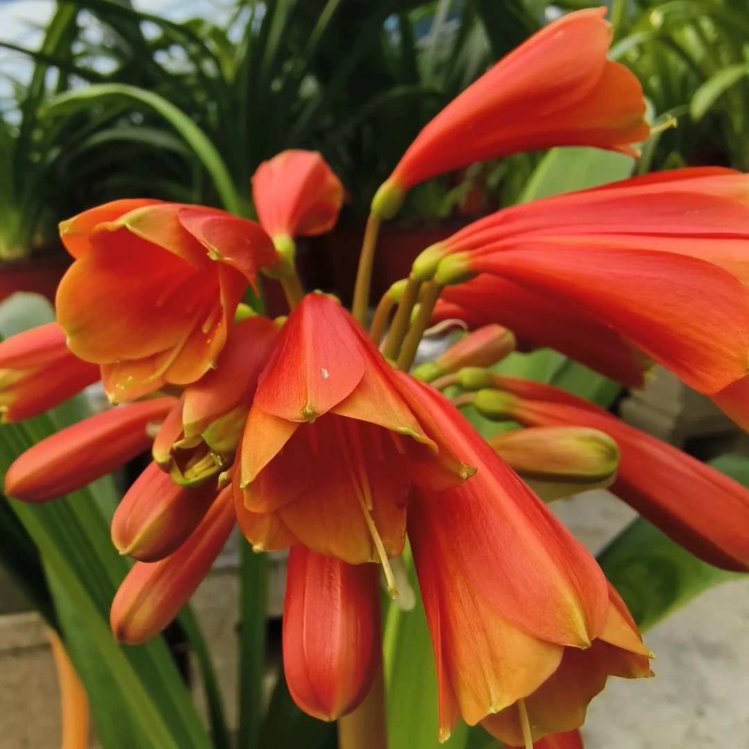 君子兰花好养活室内外盆栽植物