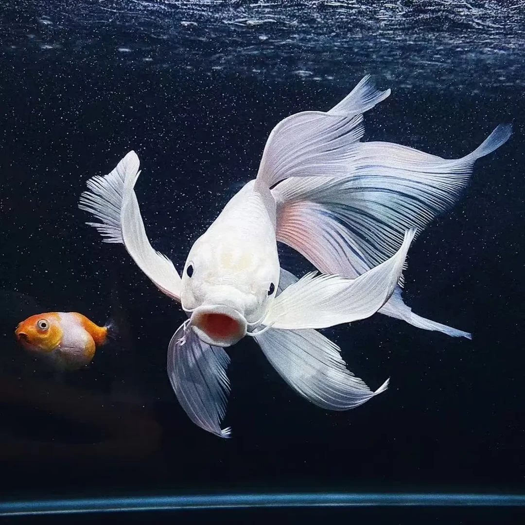 改价链接蝴蝶鲤冷水观赏鱼大鳍长尾好养耐活适合新手