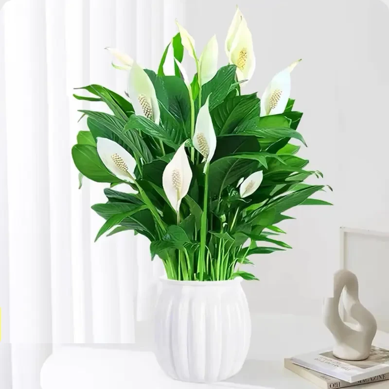 【云居花卉】白掌盆栽一帆风顺植物室内好养花卉绿植水养