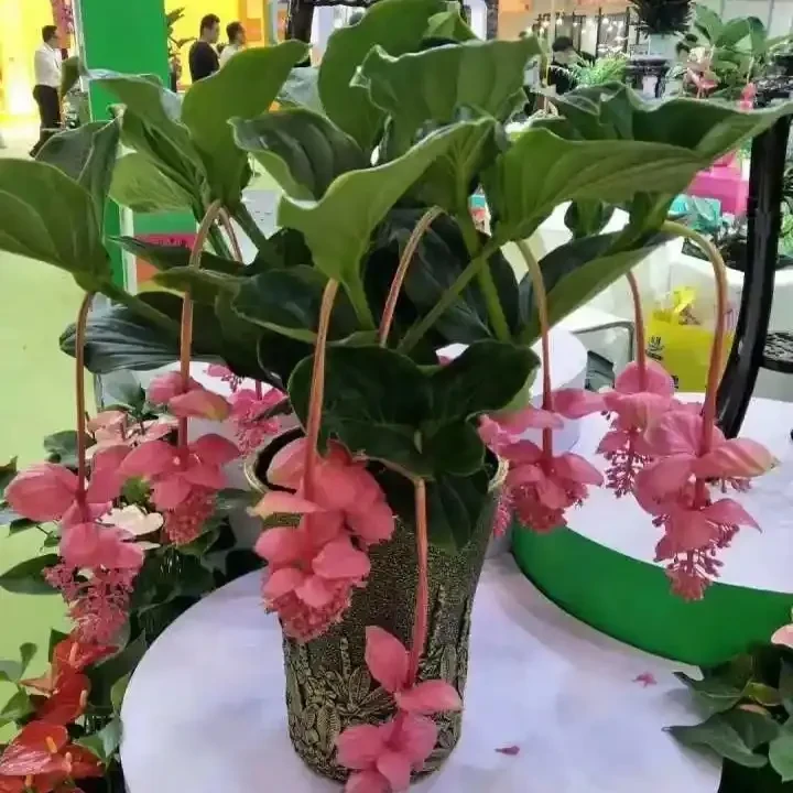 宝莲灯室内盆栽快递运输过程万一损伤一个花苞补偿五元