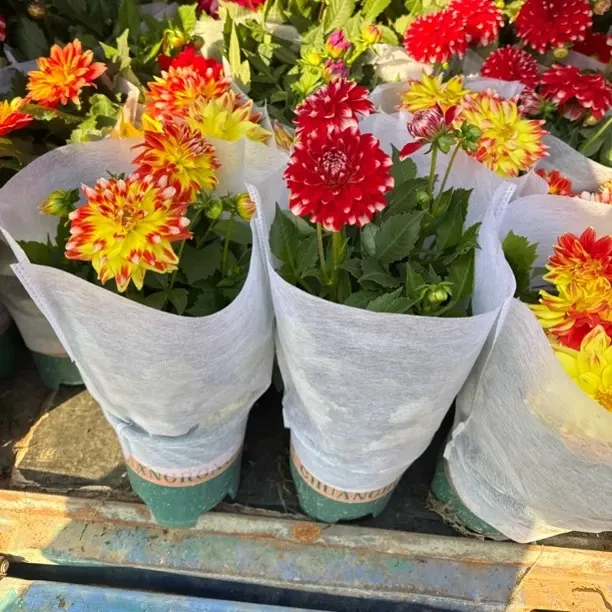 《小丽》盆栽带花苞四季开花耐寒耐热阳台庭院好养易活花卉