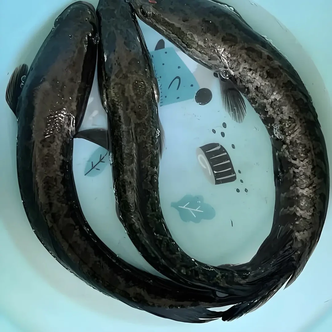 东北冷水野生黑鱼2-3条5斤以上