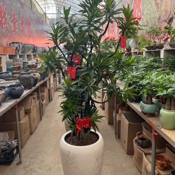 【翡翠百合竹】室内绿植耐荫凉百年好合好寓意客厅绿植