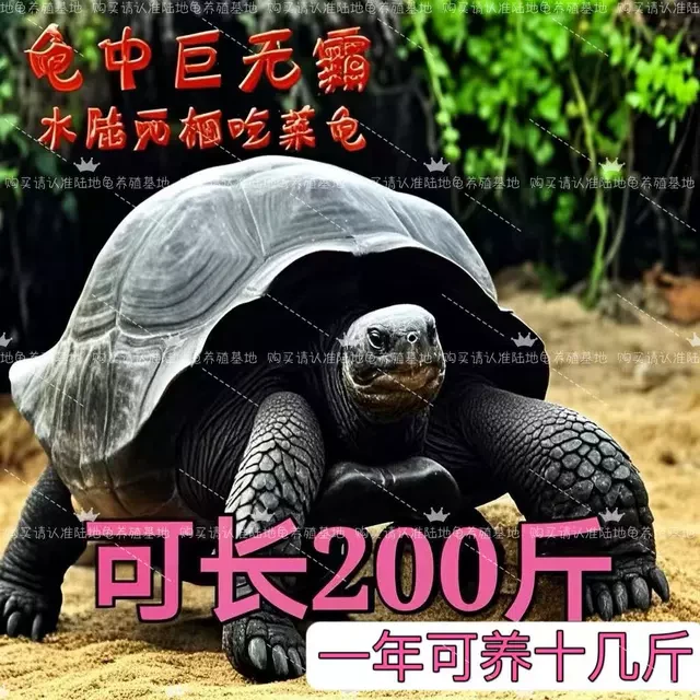 吃菜草龟活体大型乌龟活体宠物大型乌龟素食生蛋龟下蛋龟可繁殖