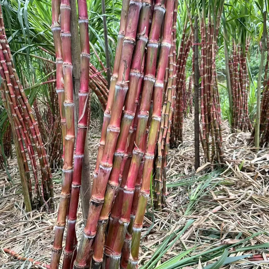 （爱心助力）云南老品种红皮脆皮甘蔗现砍现发脆甜多汁山地自然生长