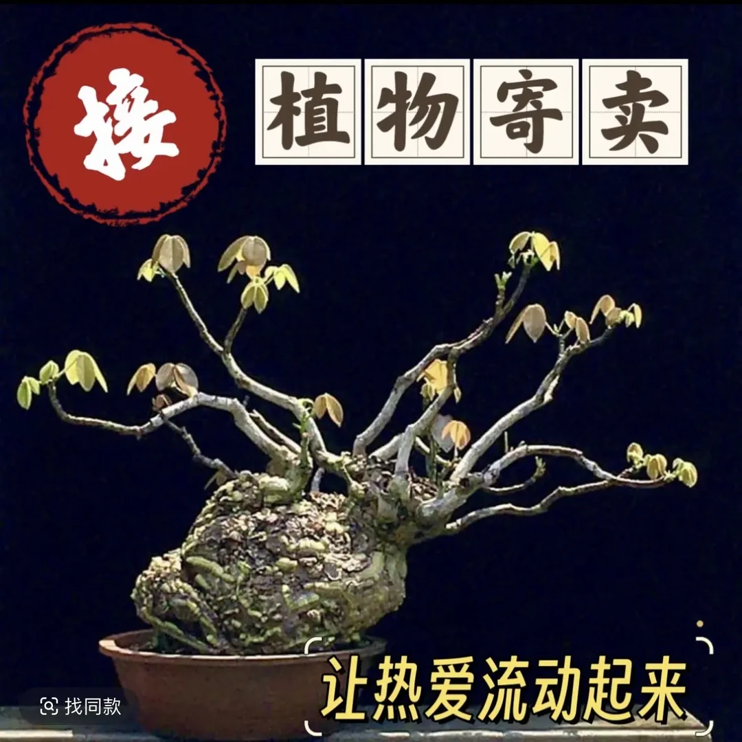 黄金橄榄潮流块根植物