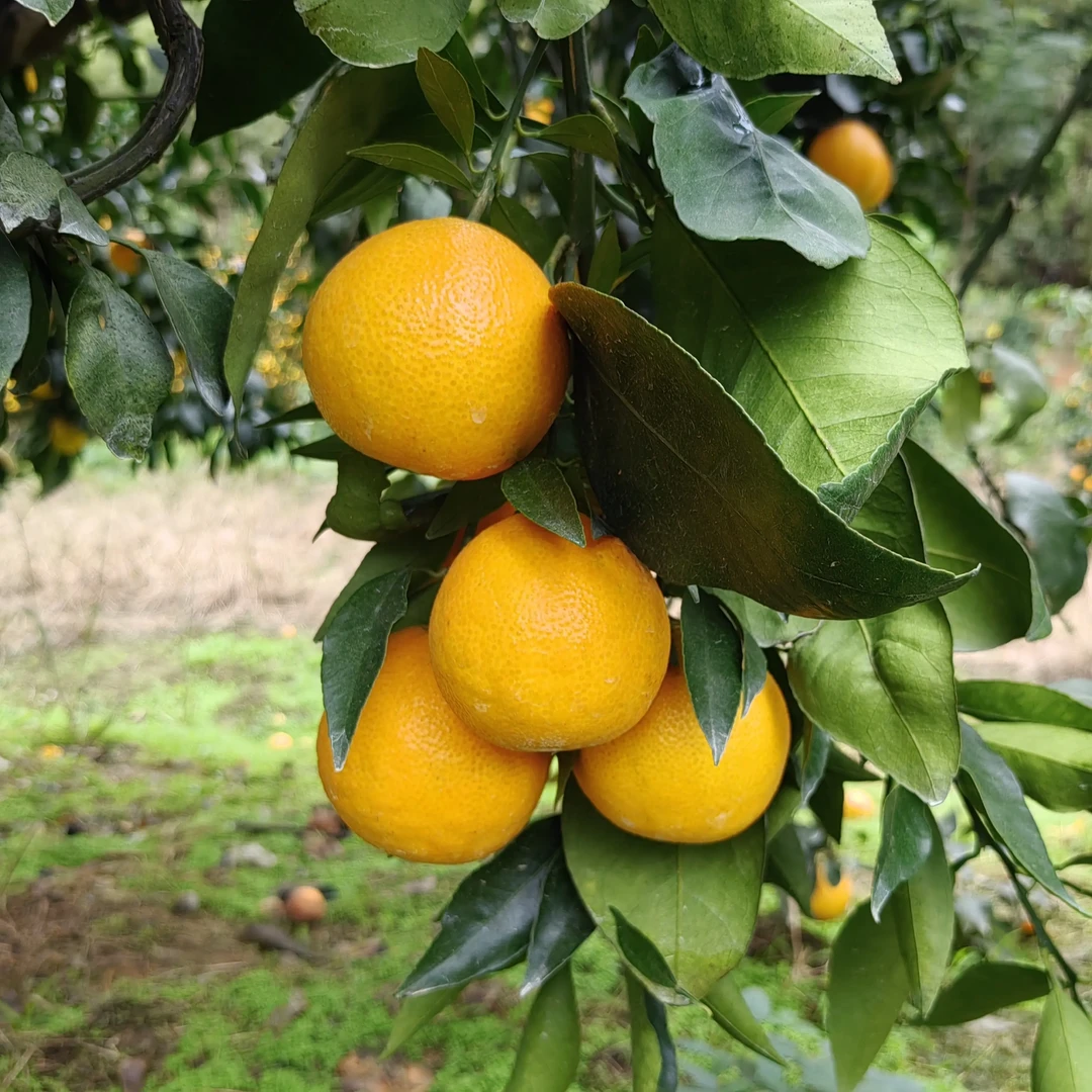 正宗柑橘皇后红美人新鲜水果脆甜爆汁现场采摘产地直发当季水果