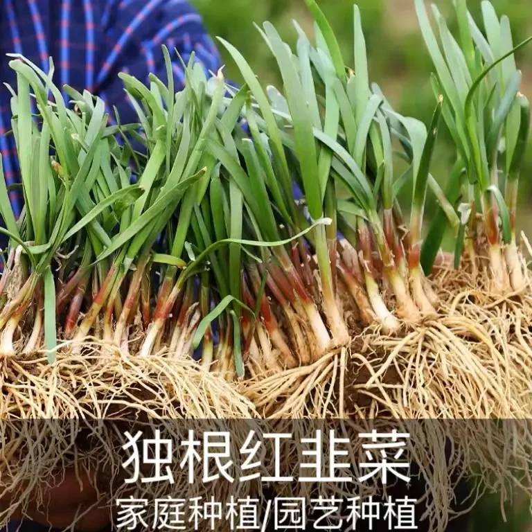 【独根红韭菜种子】红根老品种香味浓蔬菜籽四季阳台盆栽
