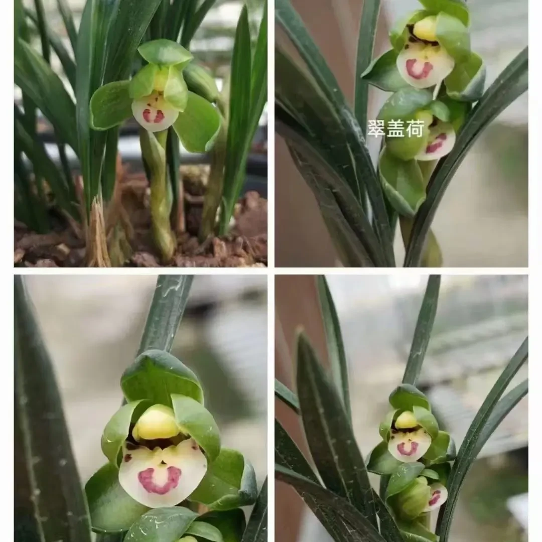 春兰兰花兰草男孩铭品翠盖荷绿植5-7苗带花苞兰花草视频