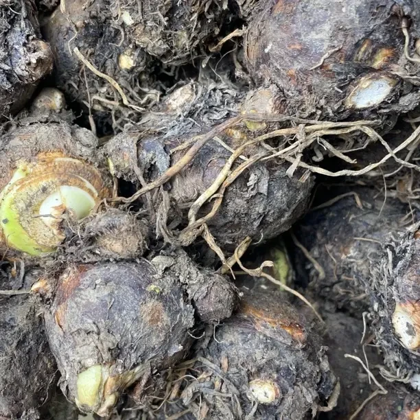 旬阳本地新鲜现挖芋头软糯香甜当季蔬菜