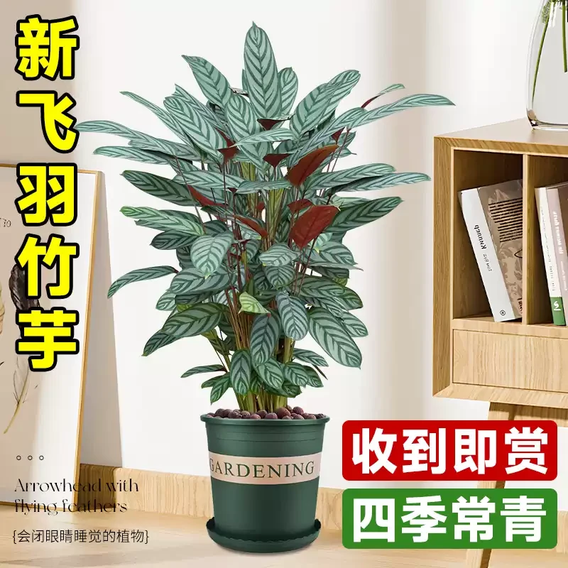 新飞羽竹芋盆栽室内绿植好养耐阴吸甲醛四季常青