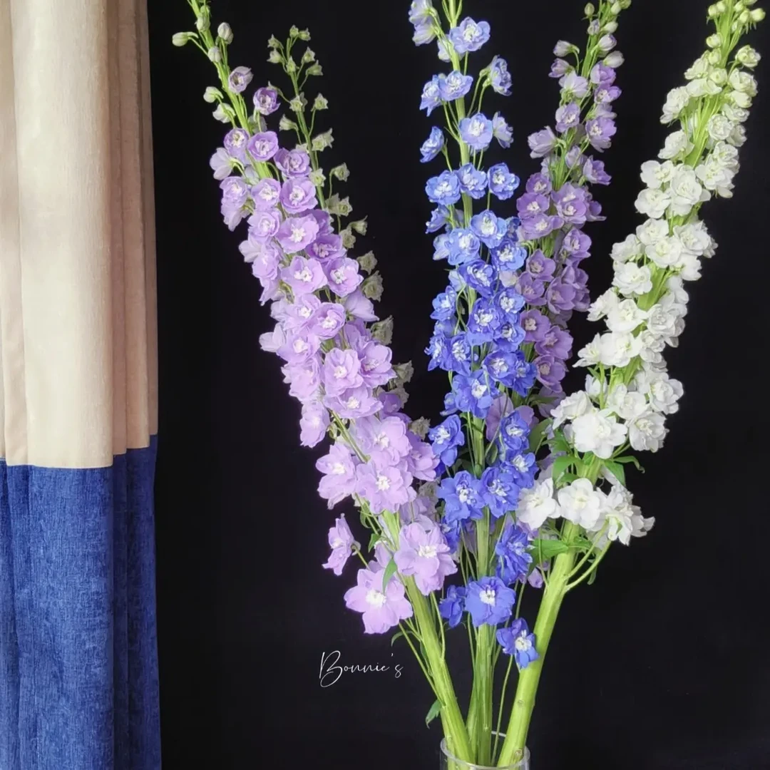 带香味紫罗兰 云南鲜花基地直发可家养水养