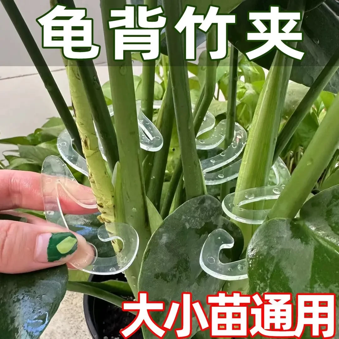 龟背竹支撑杆花支撑架枝干收拢架植物防倒伏支架绿植固定神器花架
