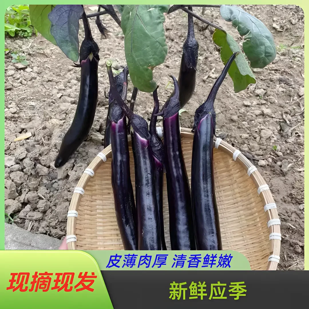 【湖北随州】现摘现发新鲜应季紫皮长线茄子农家种植