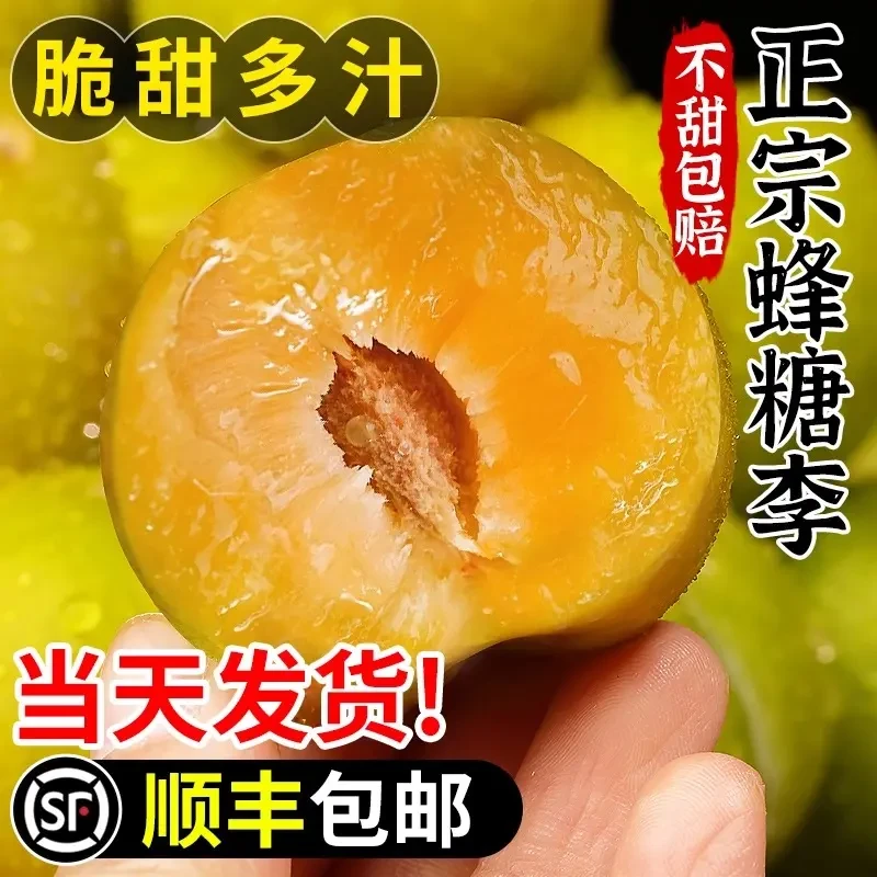【顺丰包邮】新鲜正宗四川蜂糖李脱骨李子应季现摘新鲜水果包邮