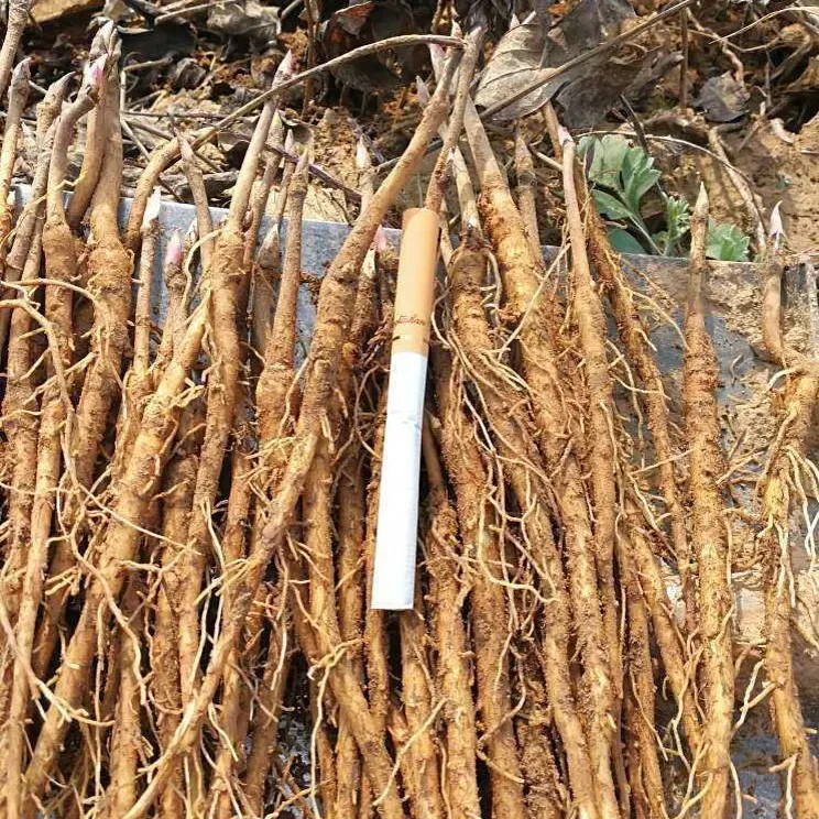 凤丹牡丹苗药用牡丹苗丹皮牡丹苗原产地发货
