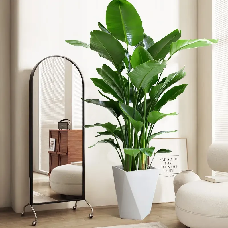 【云居花卉】天堂鸟50-60厘米鹤望兰懒人大型绿植客厅好养