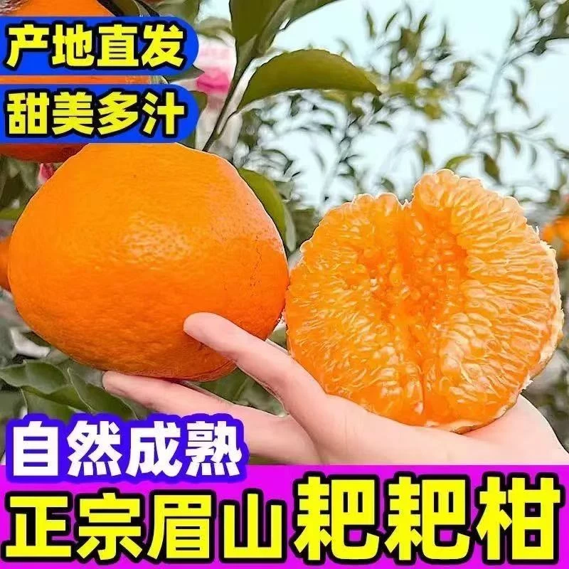 【正宗】四川眉山春见耙耙柑应季新鲜水果柑橘粑粑丑八怪橘子