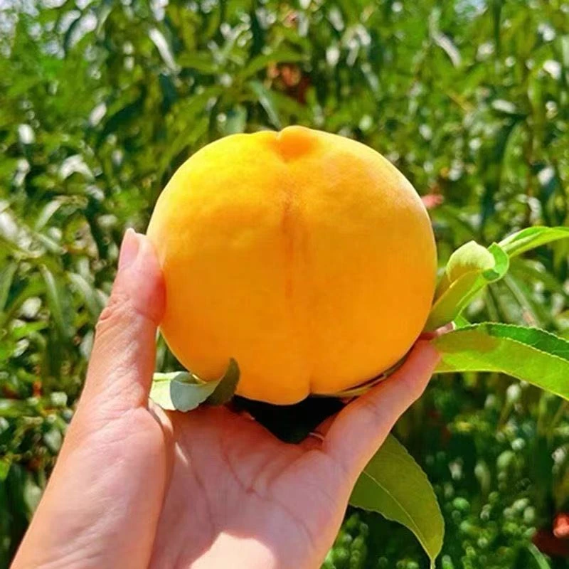 尝华农现摘新鲜锦绣黄桃催软两吃现摘现发香甜多汁带箱5斤装